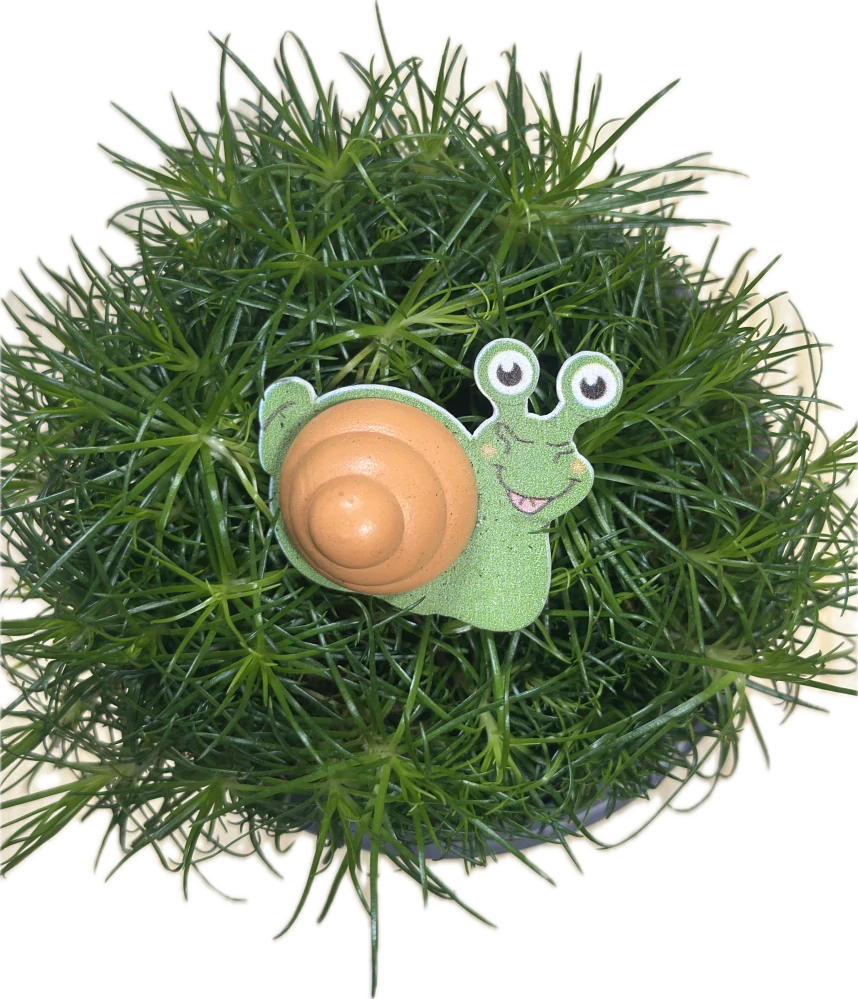 Sagina Subulata