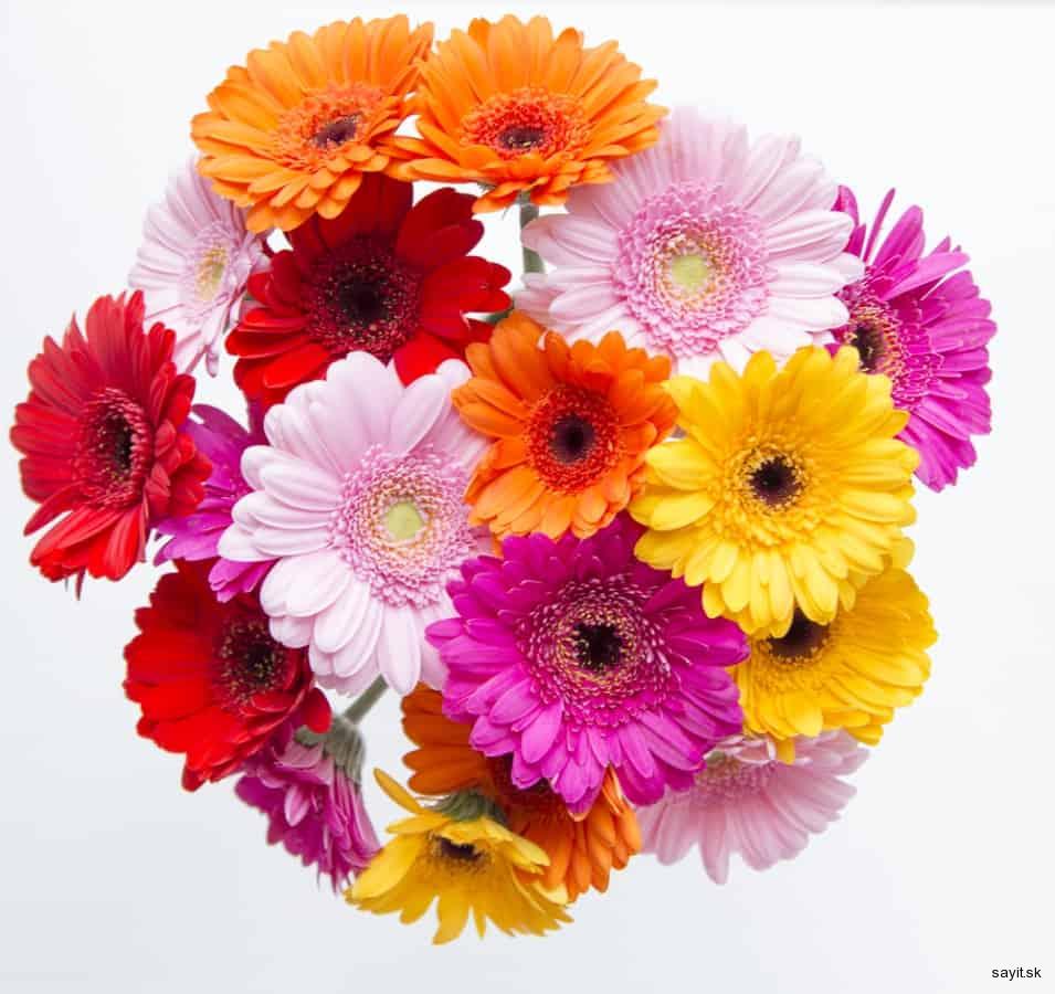 Gerbera maxi