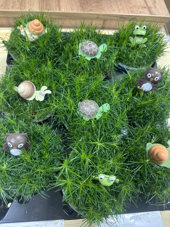 Sagina Subulata