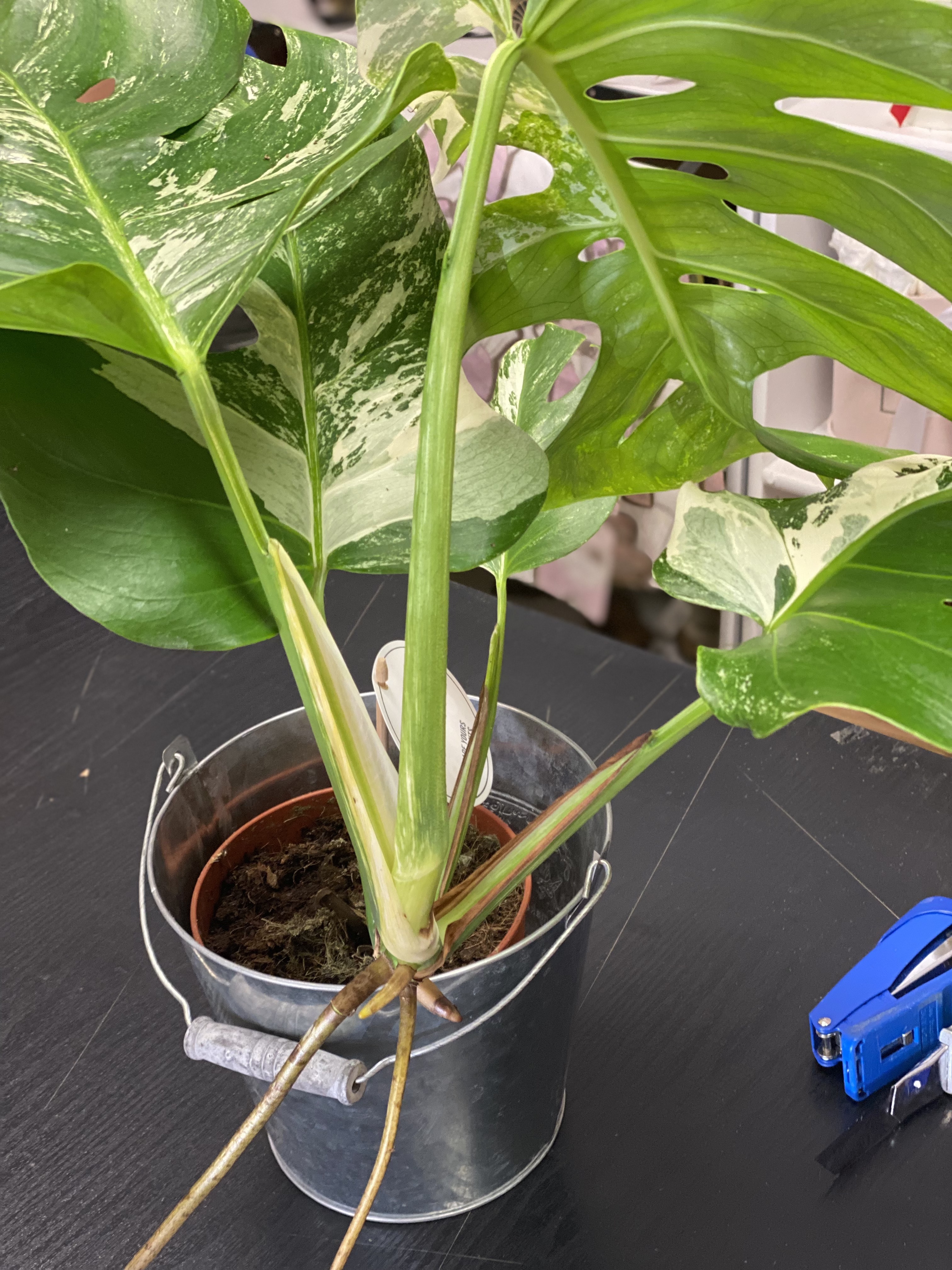 VZÁCNA RASTLINA - Monstera Deliciosa Variegata 15Ø 60cm